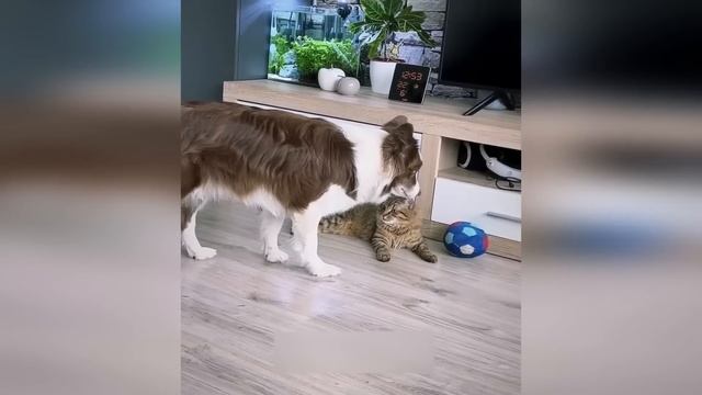 Приколы с котами! С озвучкой! САМЫЕ СМЕШНЫЕ ЖИВОТНЫЕ! СМЕШНЫЕ КОТЫ! смотреть онлайн