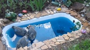 СТАРАЯ ВАННА. Как применить на даче. Интересные идеи. Old bathtub garden ideas