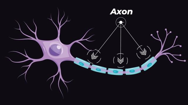 Is Your Brain Really Made of FAT? смотреть онлайн