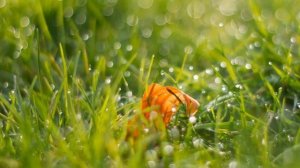 МЕЛОДИЯ ВЕСНЫ! Самая красивая и Нежная весенняя музыка Любви! Просто невероятная музыка! Релакс #3