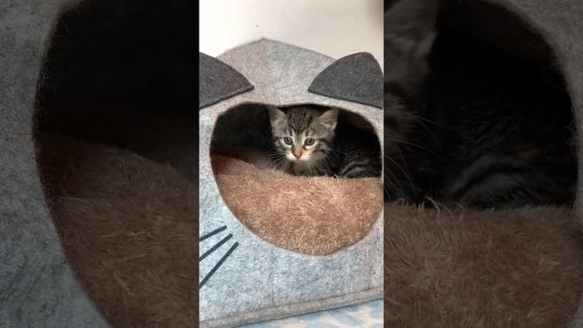 Котята (1,5 месяца) ищут дом! СПб и Лен.обл. смотреть онлайн