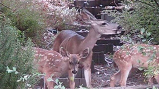 Doe and Two Spotted Fawns Eating Apples смотреть онлайн
