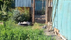 Купка в Креолине Плем Голубей . Гоняем молодёжь как обычно. Проф мероприятия. #креолин #голуби