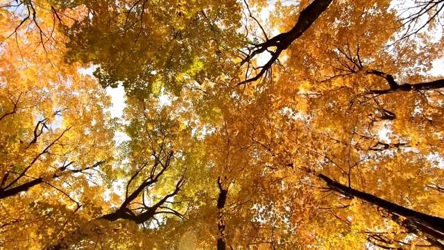 Богач, по совету уборщицы, поставил прослушку во время важных переговоров. А прослушав запись.. смотреть онлайн