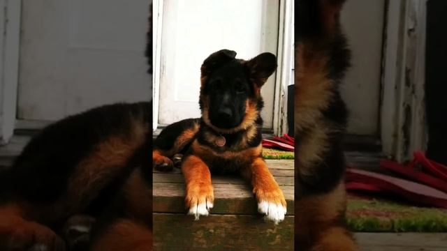 #немецкиеовчарки смотреть онлайн