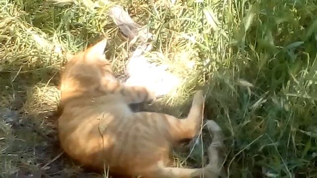 РЫЖИЙ КОТ с добычей видео 20.06.2017. смотреть онлайн