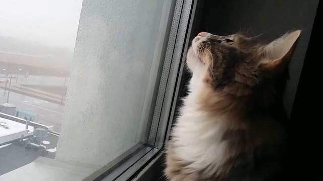 Кошка разговаривает. Talking cat. Смешное. Funny смотреть онлайн