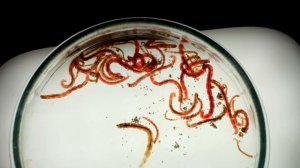 АКВАРИУМ ИЗ БУДУЩЕГО - 240 ДНЕЙ СПУСТЯ