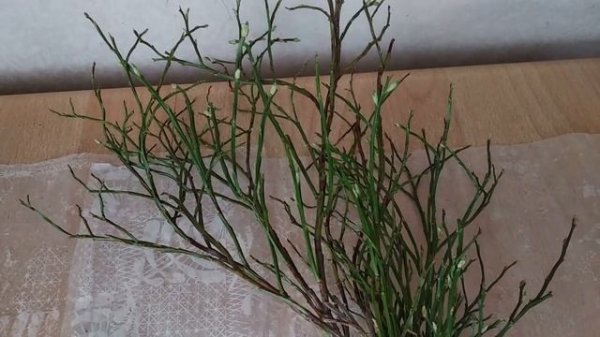 ПОСАДКА ЧЕРНИКИ ИЗ ЛЕСА