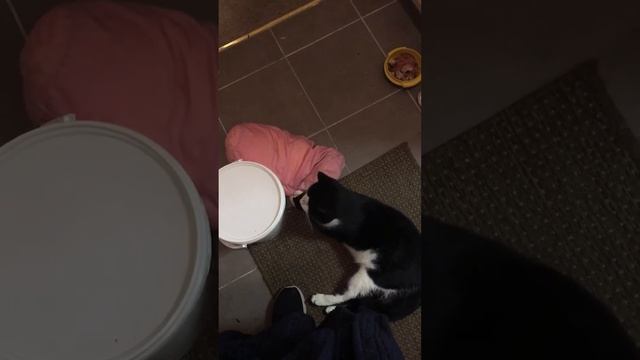 Бездомный кот Васёк зашёл г гости. Stray cat Vasya payed a visit смотреть онлайн