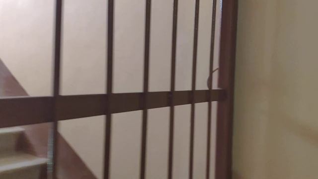 Пассажирский лифт ЩЛЗ-1999 Г. В (Г. Истра) смотреть онлайн