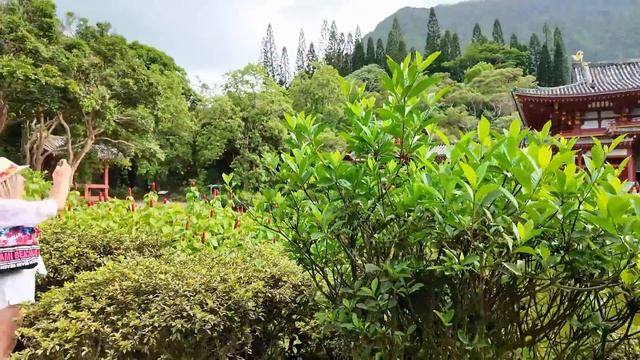 Гавайи: Экскурсия по Японскому Храму и Pearl Harbor смотреть онлайн