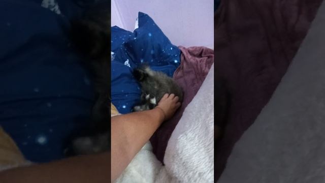 #енотилюша #ямыилюша #помощьбездомнымживотным #raccoon #reels #енотики смотреть онлайн