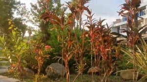 Отель Миранда Морал. Ответы на вопросы. Часть 3.