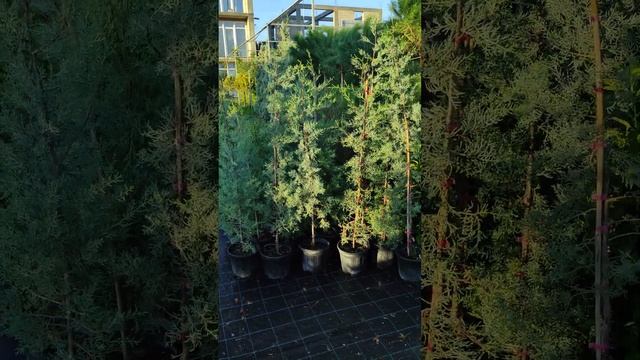 кипарисы свежей копки очень тяжело переносят пересадку и требует больше внимания.21ноября 23г смотреть онлайн