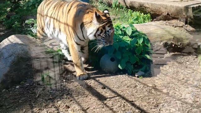 Квартира в стиле 70ых в Хельсинки и Зоопарк. смотреть онлайн