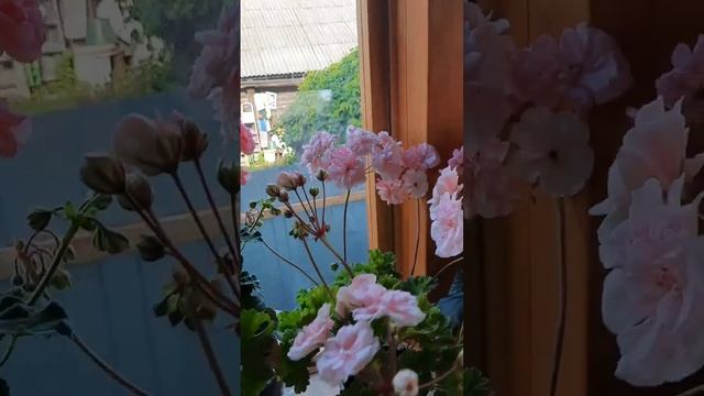 Поговорим о выращивании пеларгоний. смотреть онлайн