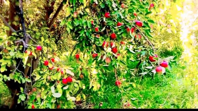 golden apple| apple trees|golden apple seedling|apple harvest|if trees dropped golden apples|#apple смотреть онлайн