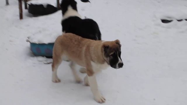 Щенки САО.Продажа. смотреть онлайн