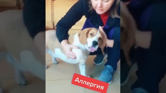 признаки аллергии смотреть онлайн