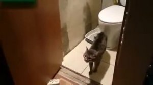 Кот не пускает в туалет