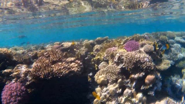 Под красной водой 2 439 Мавританский идол Шарм-Эль-Шейх, Тауэр Бэй, октябрь 2023 смотреть онлайн