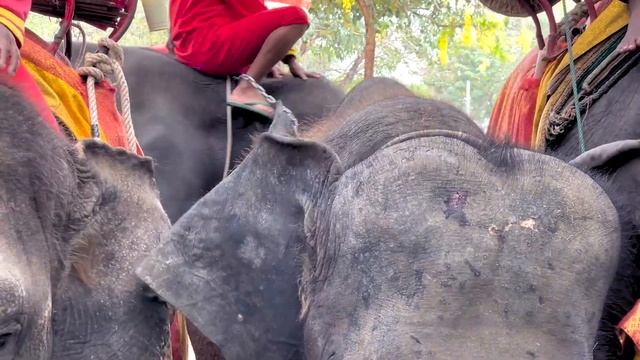 Elephants Hit With ‘Bull Hooks’ In Thailand смотреть онлайн