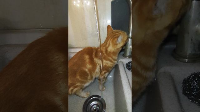 Кот Абрикос 🐱 на водопое) Кот, который думает, что он 🐫Верблюд!) Приют "Люськин Дом" в Сочи. смотреть онлайн