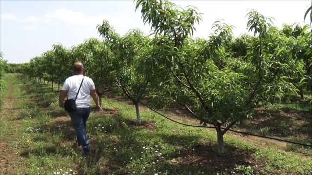 Дъждът и градушките унищожават сливенските праскови смотреть онлайн