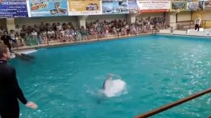 ГЕЛЕНДЖИКСКИЙ ДЕЛЬФИНАРИЙ👍13.06.2019