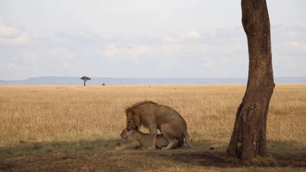 Lions Mating at Masai Mara Kenya - Wildlife HD Safari Video  | Kenya Safari