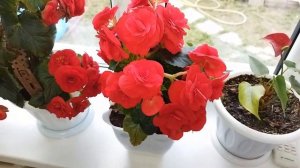 Ох уж эта бегония 😍😍 Бегония элатиор как помочь зацвести обильно#цветы #бегонияэлатиор#бегония