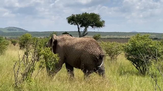 Safari Adventure Masai Mara, Kenya 🇰🇪 Africa смотреть онлайн