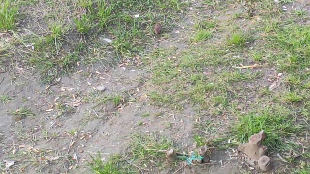 Крысы в центре Сочи смотреть онлайн