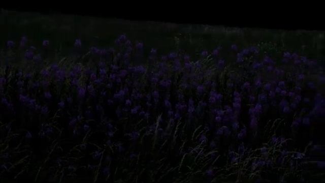 Лишенные памяти смотреть онлайн