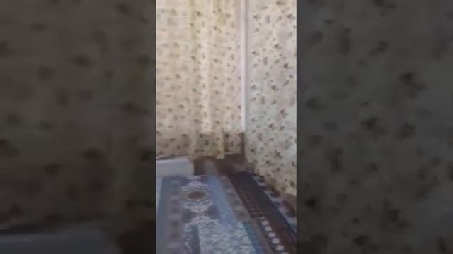 г.Ялта аренда квартиры в центре, ул.Таврическая смотреть онлайн