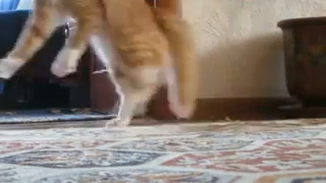 Кот ушёл смотреть онлайн