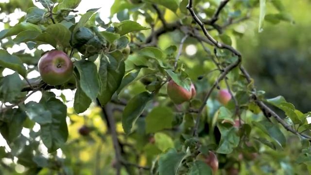 Tree Loaded with Fresh Apples | No copyright Footage | Copyright free смотреть онлайн