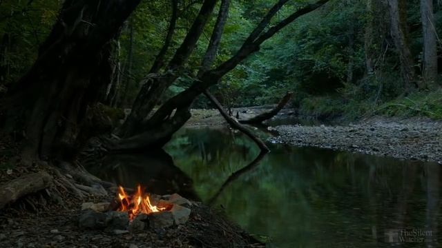 🌲Music For Walking In The Woods | Thrawsunblat | #XWOJAMUSIC | ХВОЯ ПОДКАСТ смотреть онлайн