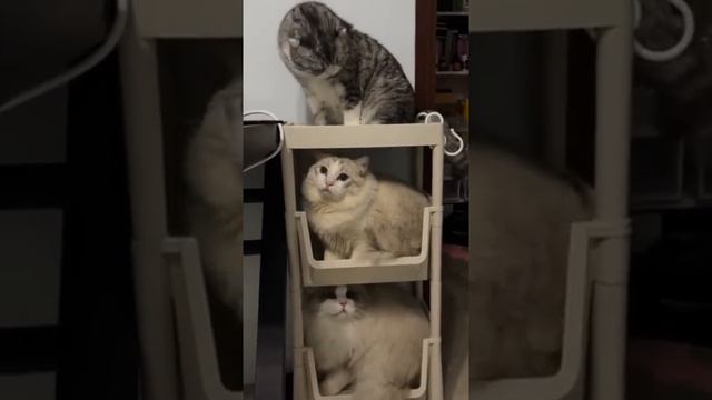 коммунальная квартира смотреть онлайн