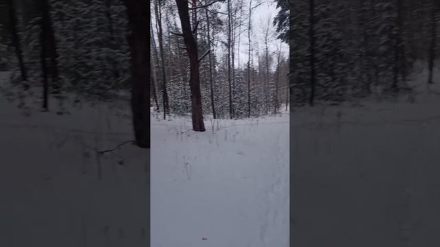 Прогулка по лесу🌲🌲🌲 смотреть онлайн