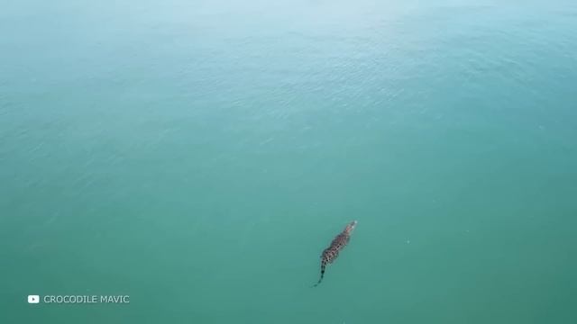 Один на Весь Мир! Гигантский Кальмар Намного Мощнее Чем Вы Думали