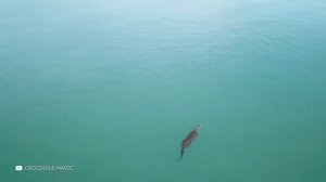 Один на Весь Мир! Гигантский Кальмар Намного Мощнее Чем Вы Думали