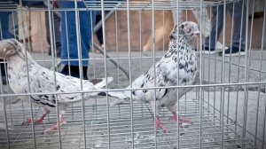 Птичий рынок г. Ташкент - ГОЛУБИ (24.08.2024)