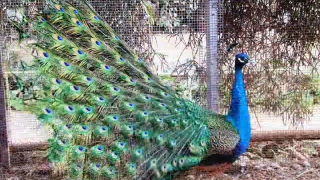 мы в парке утопия 10 01 2009 смотреть онлайн