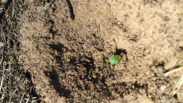 Бедный клоп смотреть онлайн