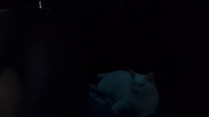 На МОРЕ на МАШИНЕ 🌊🚗 Едем в ЛАЗАРЕВСКОЕ 🌴 Ночные СБОРЫ | Дорога до РОСТОВА