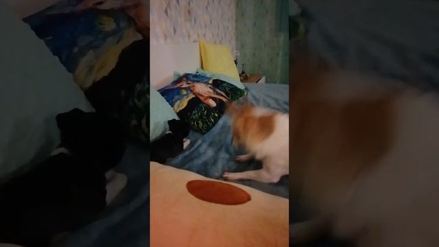 Первая встреча малышки Симы и хозяйки кроватей, диванов, подушек... кажется придётся делиться смотреть онлайн