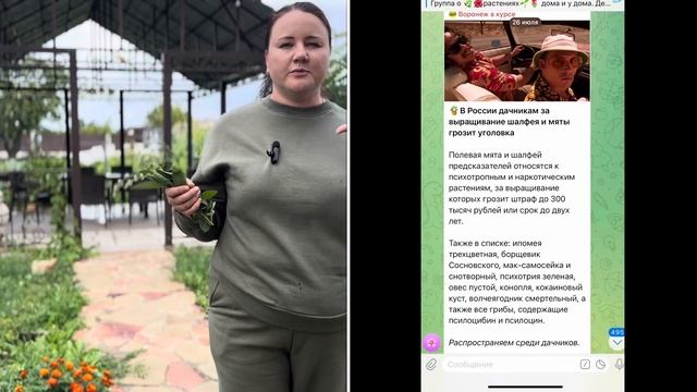 ШАЛФЕЙ и МЯТА под запретом? Разбираемся!