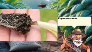 Болезни и вредители табака: причины, лечение и профилактика